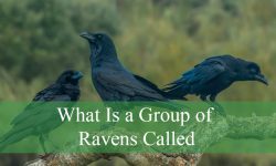 What Is a Group of Ravens Called? Amazing Facts