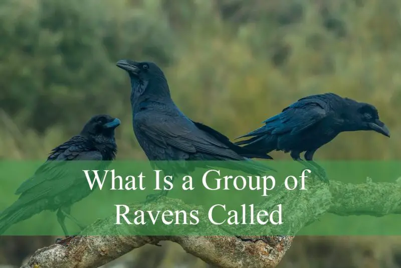 What Is a Group of Ravens Called