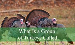 What Is a Group of Turkeys Called? Fun Facts You Didn’t Know