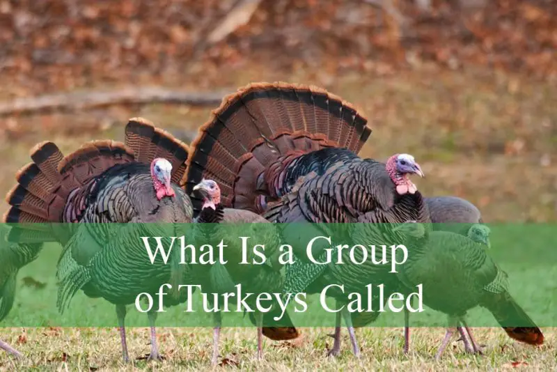 What Is a Group of Turkeys Called
