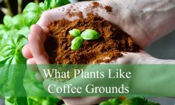 What Plants Like Coffee Grounds? 10 Plants You Should Try