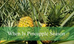 When Is Pineapple Season in Different Regions of the World?