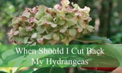 When Should I Cut Back My Hydrangeas for Best Blooms?