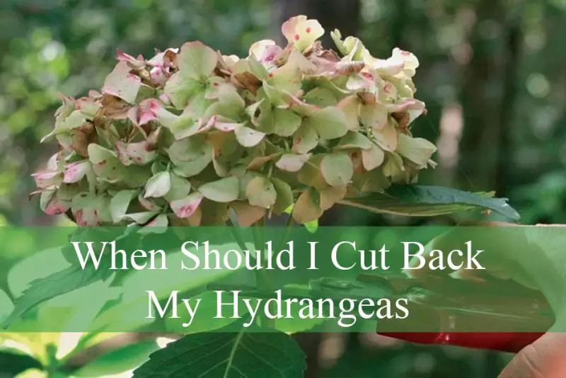 When Should I Cut Back My Hydrangeas