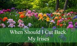 When Should I Cut Back My Irises for Better Blooms?