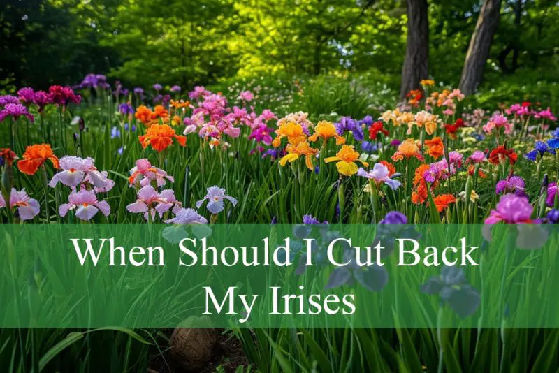 When Should I Cut Back My Irises