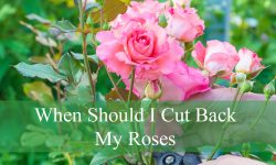 When Should I Cut Back My Roses? A Season-by-Season Guide
