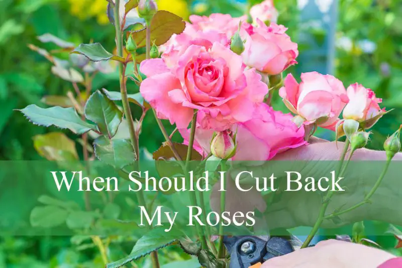 When Should I Cut Back My Roses