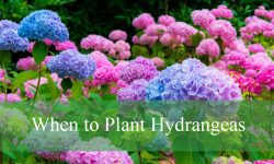 When to Plant Hydrangeas to Ensure Gorgeous Flowers All Season