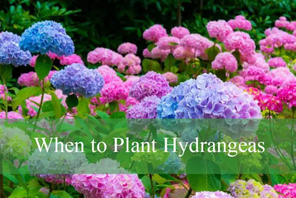 When to Plant Hydrangeas