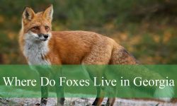 Where Do Foxes Live in Georgia and How to Spot Them in the Wild