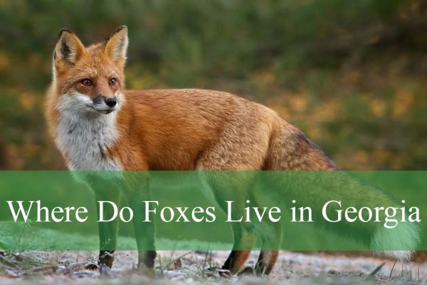 Where Do Foxes Live in Georgia