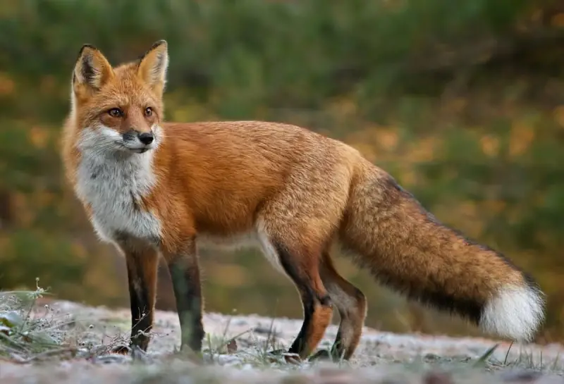Where Do Foxes Live in Georgia