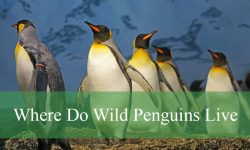 Where Do Wild Penguins Live? You Might Be Surprised