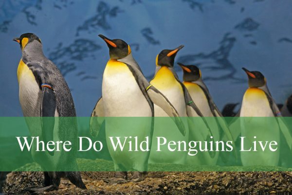 Where Do Wild Penguins Live