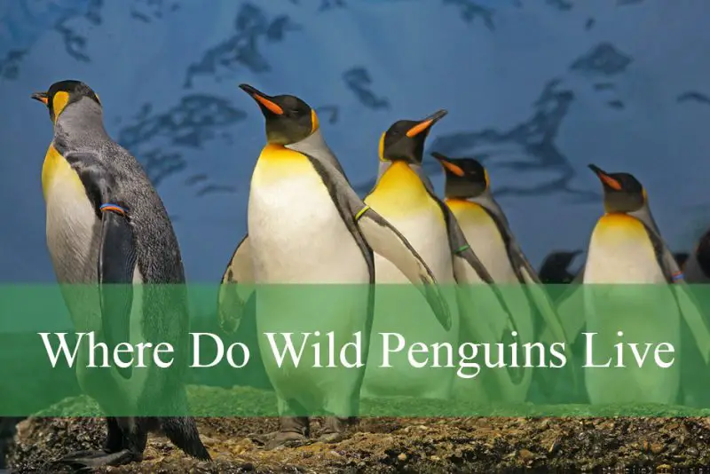 Where Do Wild Penguins Live