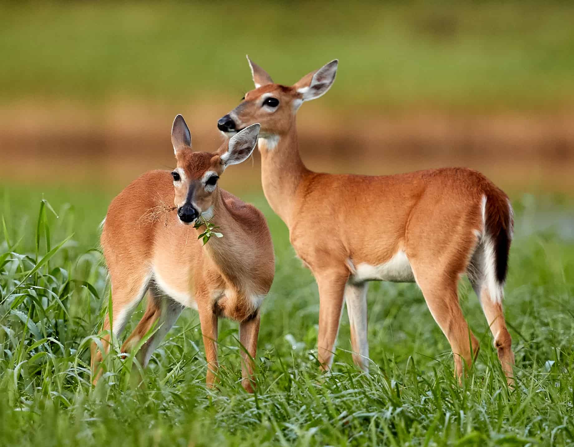 White Tailed Deer in Florida
