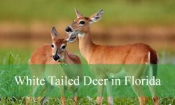 Secrets of White Tailed Deer in Florida: Habitat, Behavior, and More