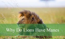 Why Do Lions Have Manes? Fascinating Facts You Should Know