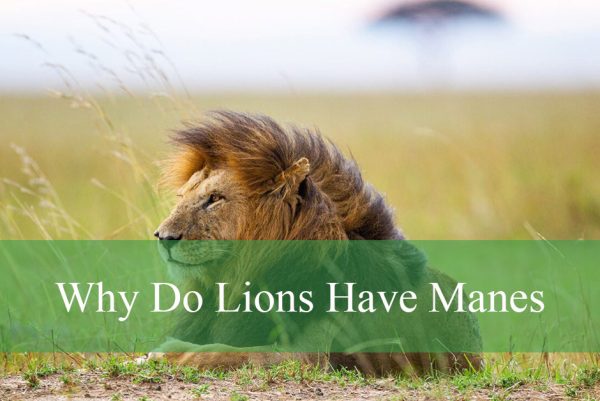 Why Do Lions Have Manes