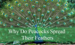 Why Do Peacocks Spread Their Feathers? Fascinating Facts