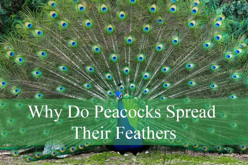 Why Do Peacocks Spread Their Feathers