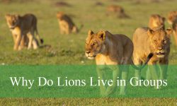 Why Do Lions Live in Groups? Secrets of Their Social Life