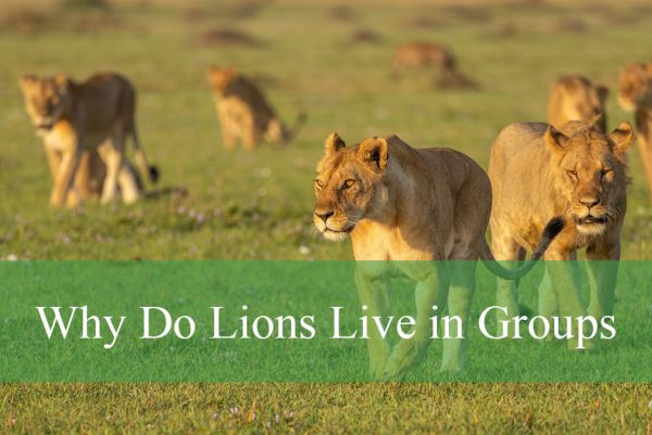 Why Do Lions Live in Groups