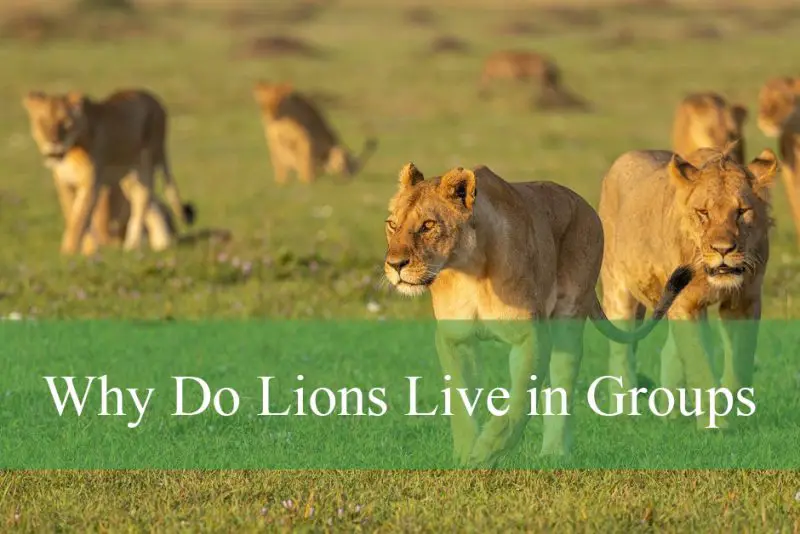 Why Do Lions Live in Groups