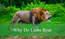 Why Do Lions Roar? Fascinating Facts About Their Communication