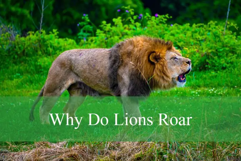 Why Do Lions Roar
