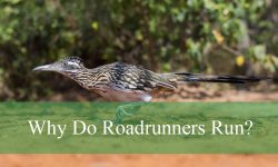Weird Bird Facts in Arizona: Why Do Roadrunners Run?
