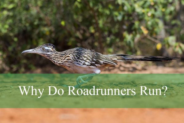 Why Do Roadrunners Run