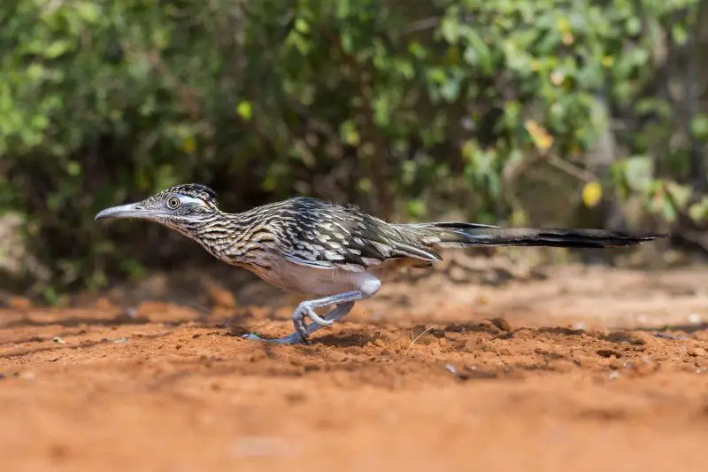 Why Do Roadrunners Run