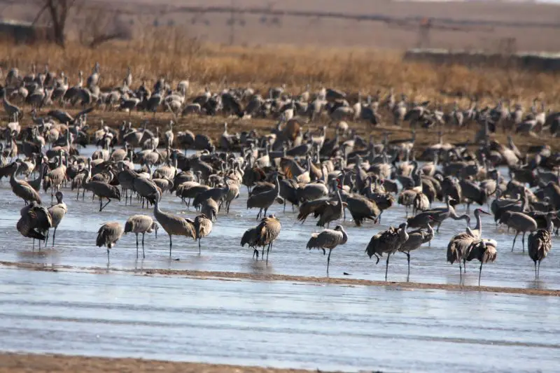 Why do Sandhill Cranes flock in Nebraska