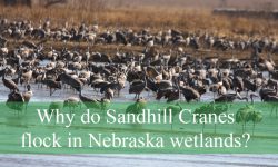 Why do Sandhill Cranes flock in Nebraska wetlands?