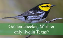 Why does the Golden-cheeked Warbler only live in Texas?