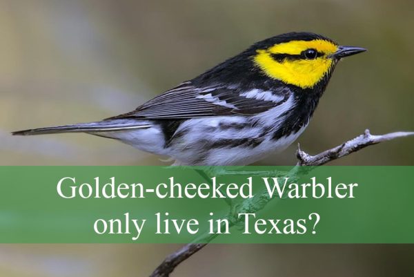 Why does the Golden-cheeked Warbler only live in Texas?