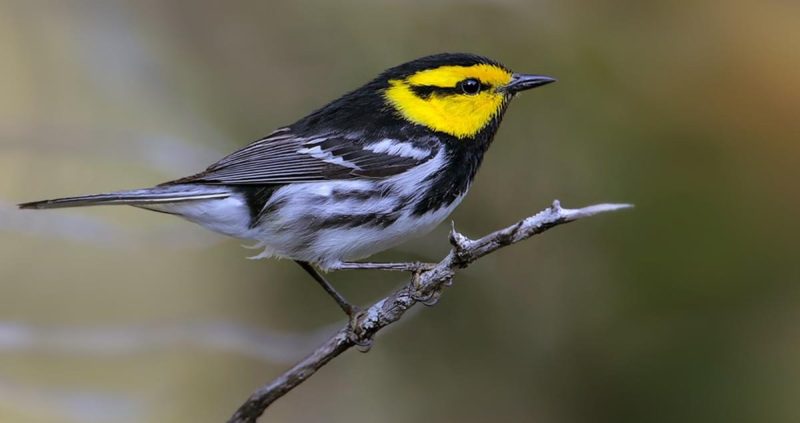Why does the Golden-cheeked Warbler only live in Texas