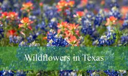 60 Wildflowers in Texas (With Pictures and Identification)
