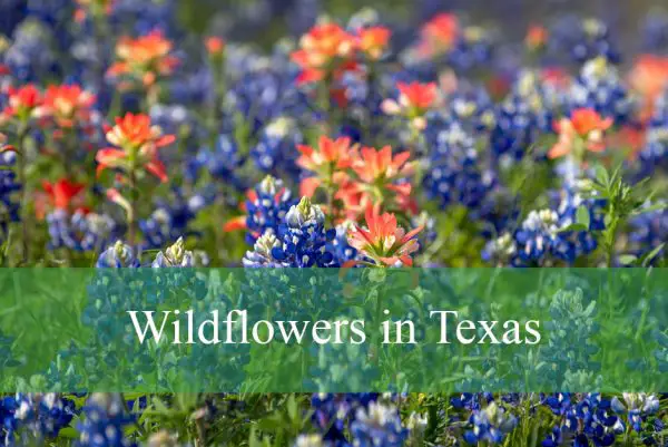 Wildflowers in Texas