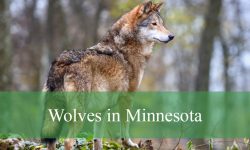 How Wolves in Minnesota Differ from Those in Other States