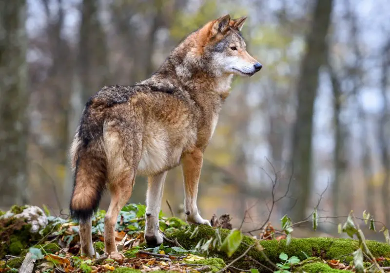 Wolves in Minnesota