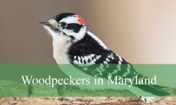 7 Common Woodpeckers in Maryland (Pictures and Identification)