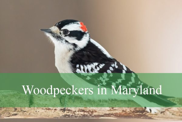 Woodpeckers in Maryland