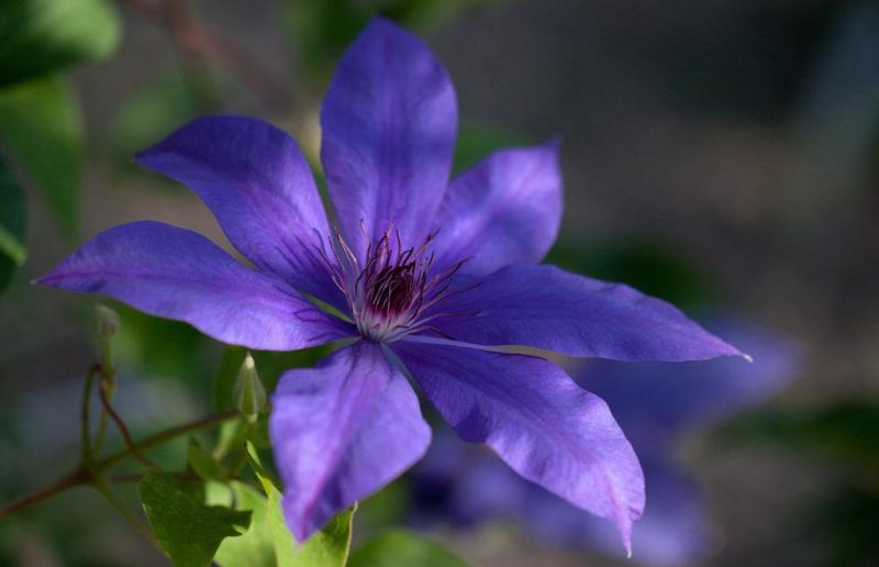 Types of Clematis Plants