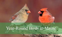 11 Colorful Birds in Maine You Can Spot Year-Round (With Images)
