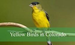 29 Yellow Birds in Colorado (With Pictures and Identification)