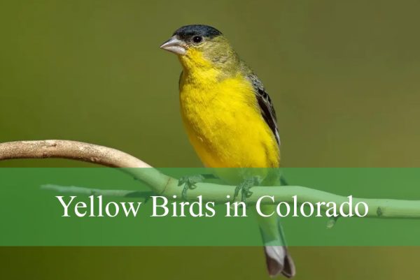 Yellow Birds in Colorado