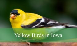 6 Stunning Yellow Birds in Iowa (With Pictures and Identification)